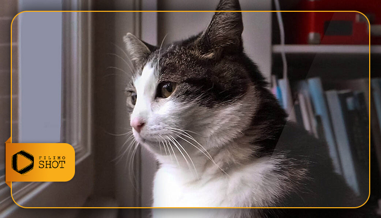 درباره مستند Kitty Love: An Homage to Cats محصول نتفلیکس